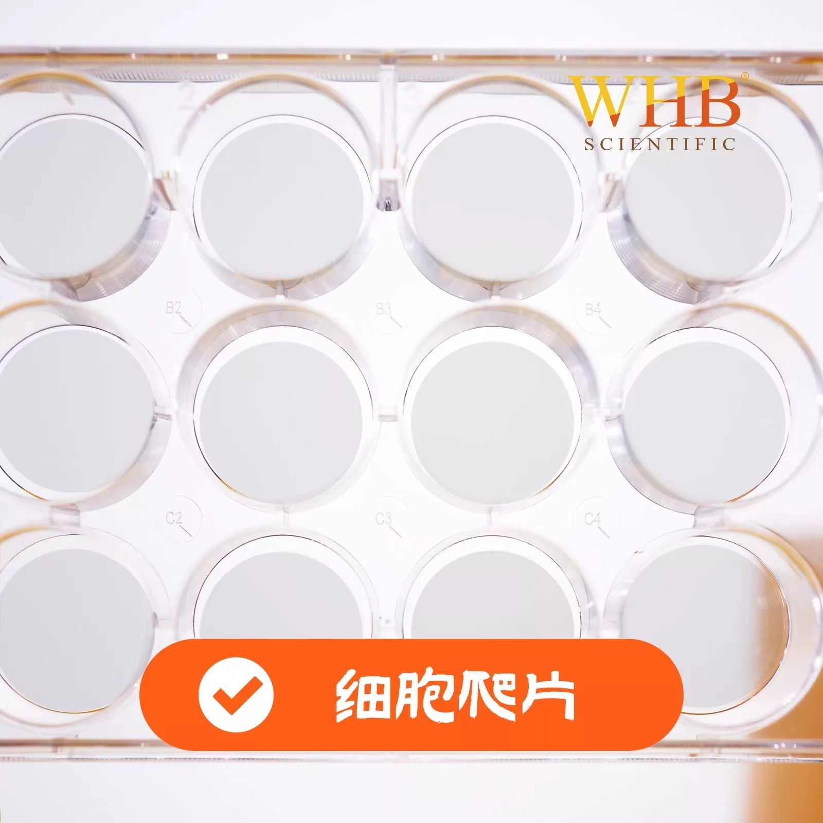 上海卧宏(WHB) 细胞爬片图2
