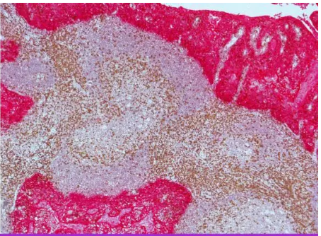 Vector  H-4000 免疫组化笔 IHC PAP PEN图3