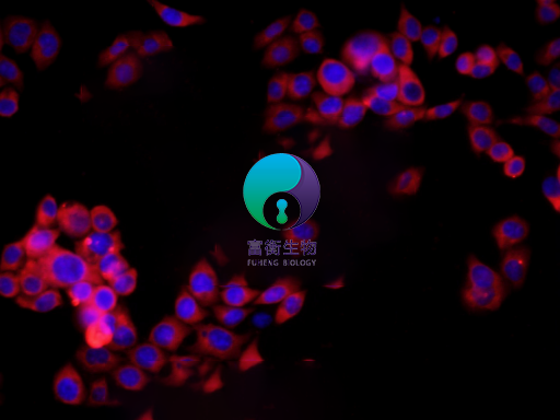小鼠肺微血管内皮细胞图4