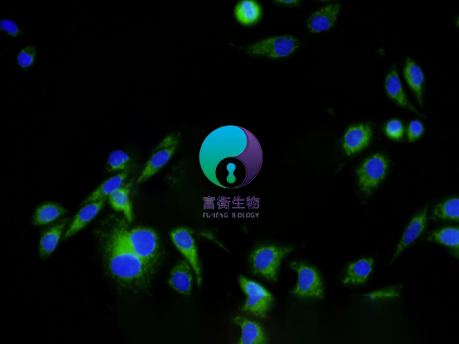 小鼠气管上皮细胞图2