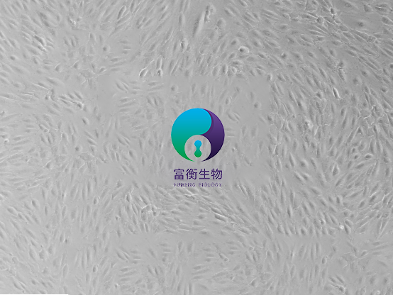小鼠肺大动脉内皮细胞图2