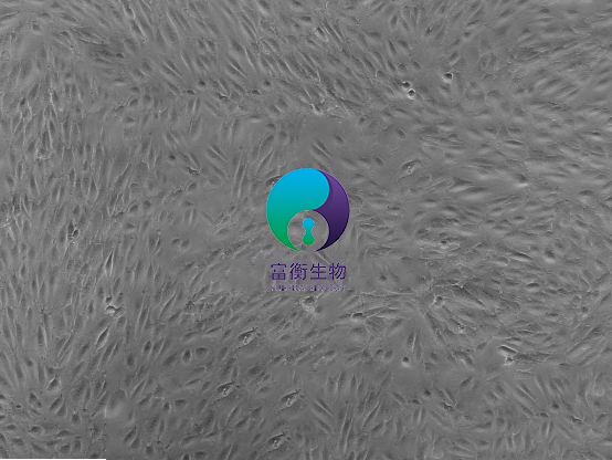 小鼠肺大静脉内皮细胞图2