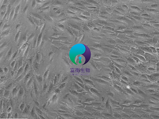 小鼠心脏微血管内皮细胞图2