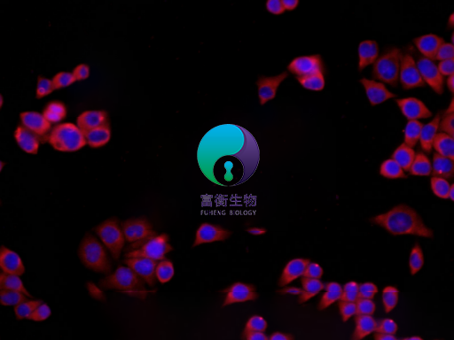 小鼠主动脉内皮细胞图2
