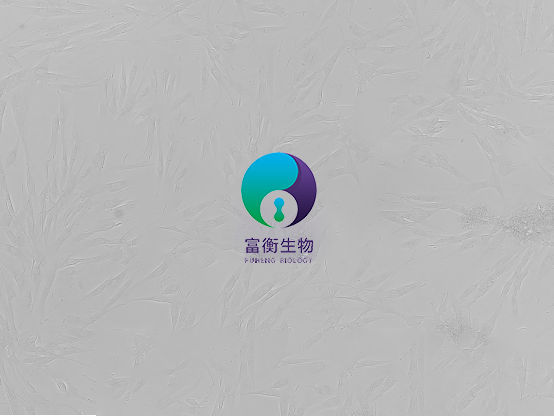 小鼠主动脉平滑肌细胞图2
