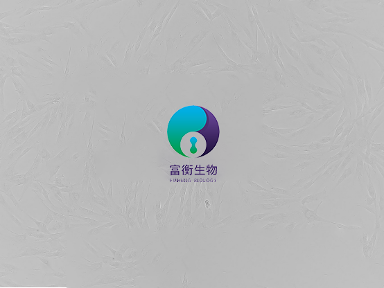 小鼠大隐静脉平滑肌细胞图2