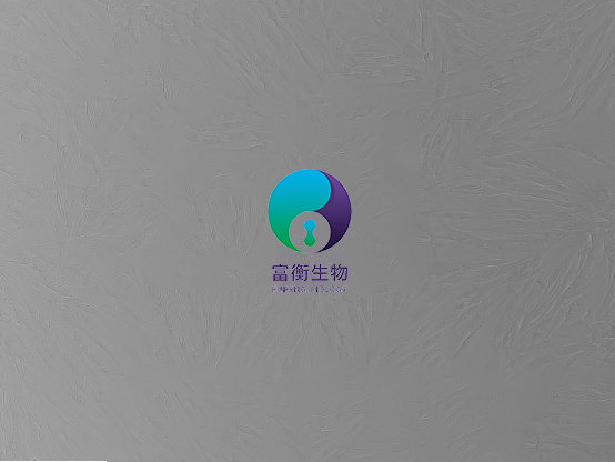 小鼠冠状动脉平滑肌细胞图2