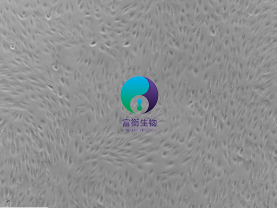 小鼠大隐静脉内皮细胞图2