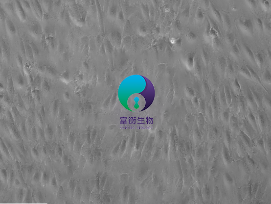 小鼠冠状动脉内皮细胞图2