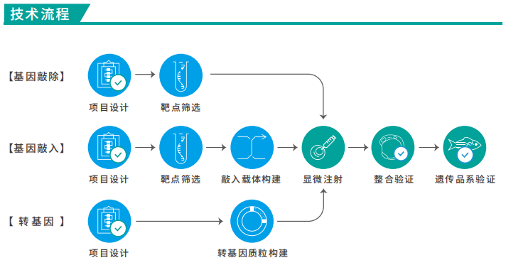 斑马鱼品系构建图2