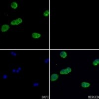 ACTB antibody Catalog Number: orb393034图2