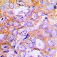 ACTB antibody Catalog Number: orb393034图3