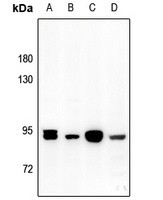 ADD3 antibody Catalog Number: orb213528图3