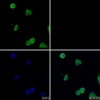 CD13 antibody Catalog Number: orb213554图2