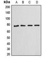 ANXA6 antibody Catalog Number: orb213559图2