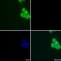 Apolipoprotein E antibody Catalog Number: orb213571图2