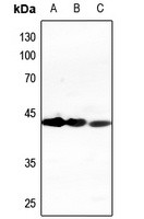CD95 antibody Catalog Number: orb213574图2