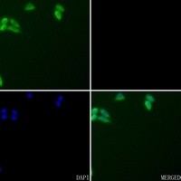 CD95 antibody Catalog Number: orb213575图2