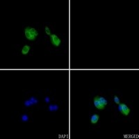 ARF6 antibody Catalog Number: orb213580图3