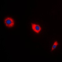 BAX antibody Catalog Number: orb213599图2