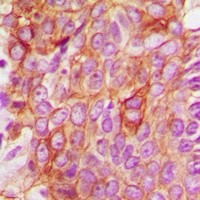 BAX antibody Catalog Number: orb213599图3