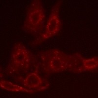 BCL2 antibody Catalog Number: orb213602图3