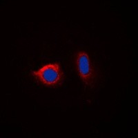 Calnexin (phospho-S583) antibody Catalog Number: orb213636图2