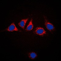 Calnexin antibody Catalog Number: orb213637图2