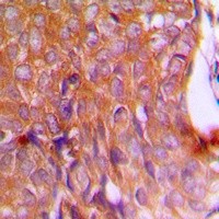 Calnexin antibody Catalog Number: orb213637图3