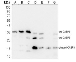 Caspase 3 antibody Catalog Number: orb213644图2