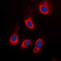 Caspase 3 antibody Catalog Number: orb213644图3
