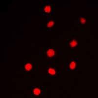 CCNE1 antibody Catalog Number: orb213678图3