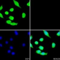 CCNG1 antibody Catalog Number: orb213680图2