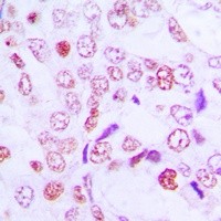 CCNG1 antibody Catalog Number: orb213680图3