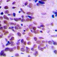 CDK1 antibody Catalog Number: orb213697图3