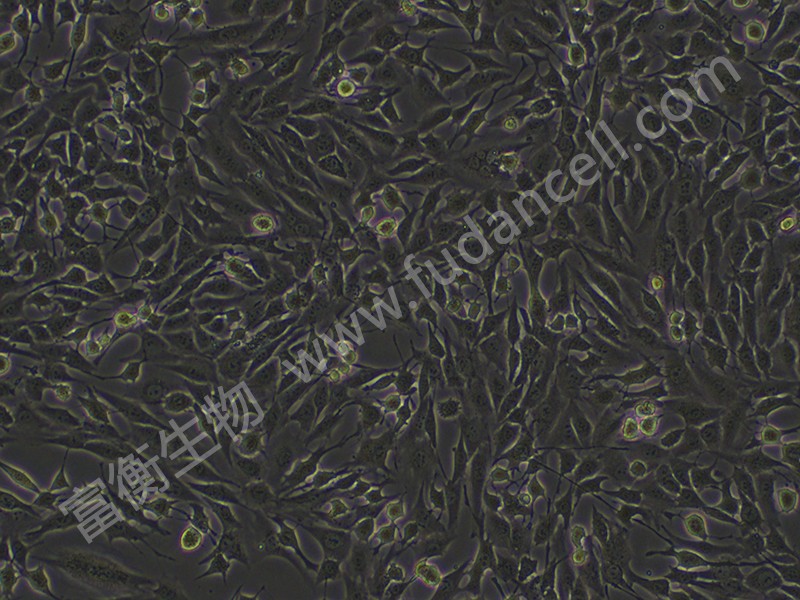 小鼠胚胎瘤细胞；ATDC5 （种属鉴定）图2