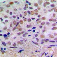 CREB1 antibody Catalog Number: orb213777图3