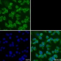 CREB1 antibody Catalog Number: orb213777图2