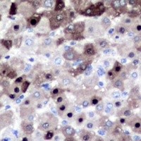 CSE1L antibody Catalog Number: orb213784图3