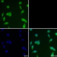 CSNK2B (phospho-S209) antibody Catalog Number: orb213792图2