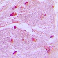CSRP1 antibody Catalog Number: orb213795图3