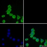 CSRP1 antibody Catalog Number: orb213795图2