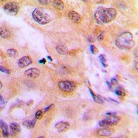 CYP2J2 antibody Catalog Number: orb213827图3