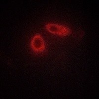 EFNA1 antibody Catalog Number: orb213872图2