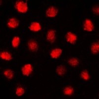 EGR2 antibody Catalog Number: orb213880图3