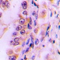 EIF4G2 antibody Catalog Number: orb213886图2