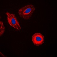 EIF4G2 antibody Catalog Number: orb213886图3
