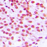 ELK1 antibody Catalog Number: orb213892图3