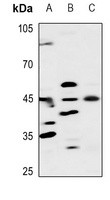 ELK1 antibody Catalog Number: orb213892图2
