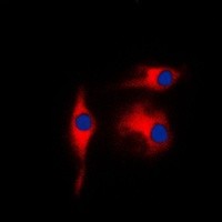 ENO2 antibody Catalog Number: orb213894图2
